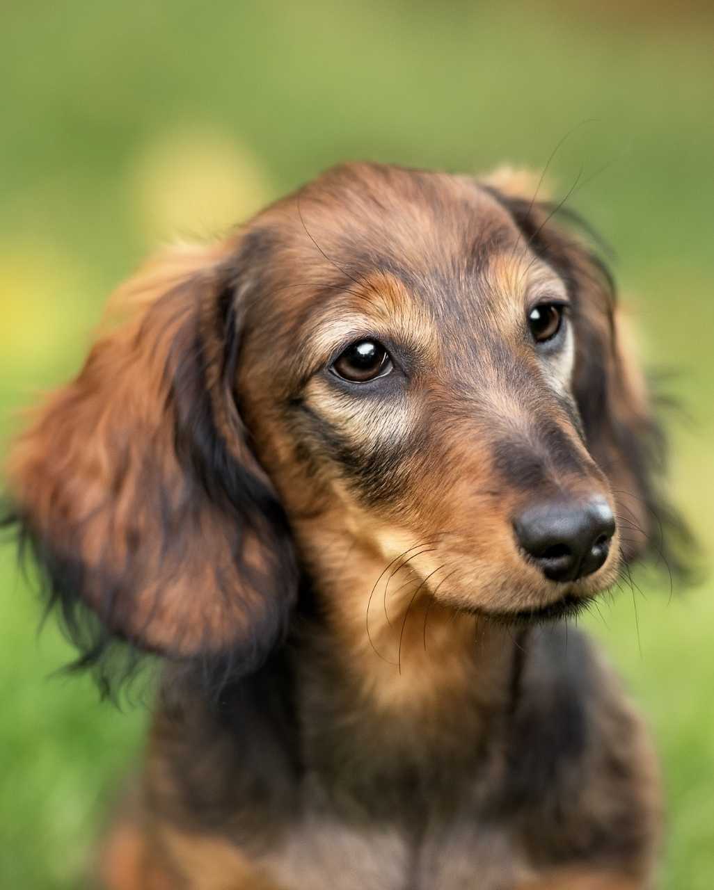Teckel également appelé Basset Allemand