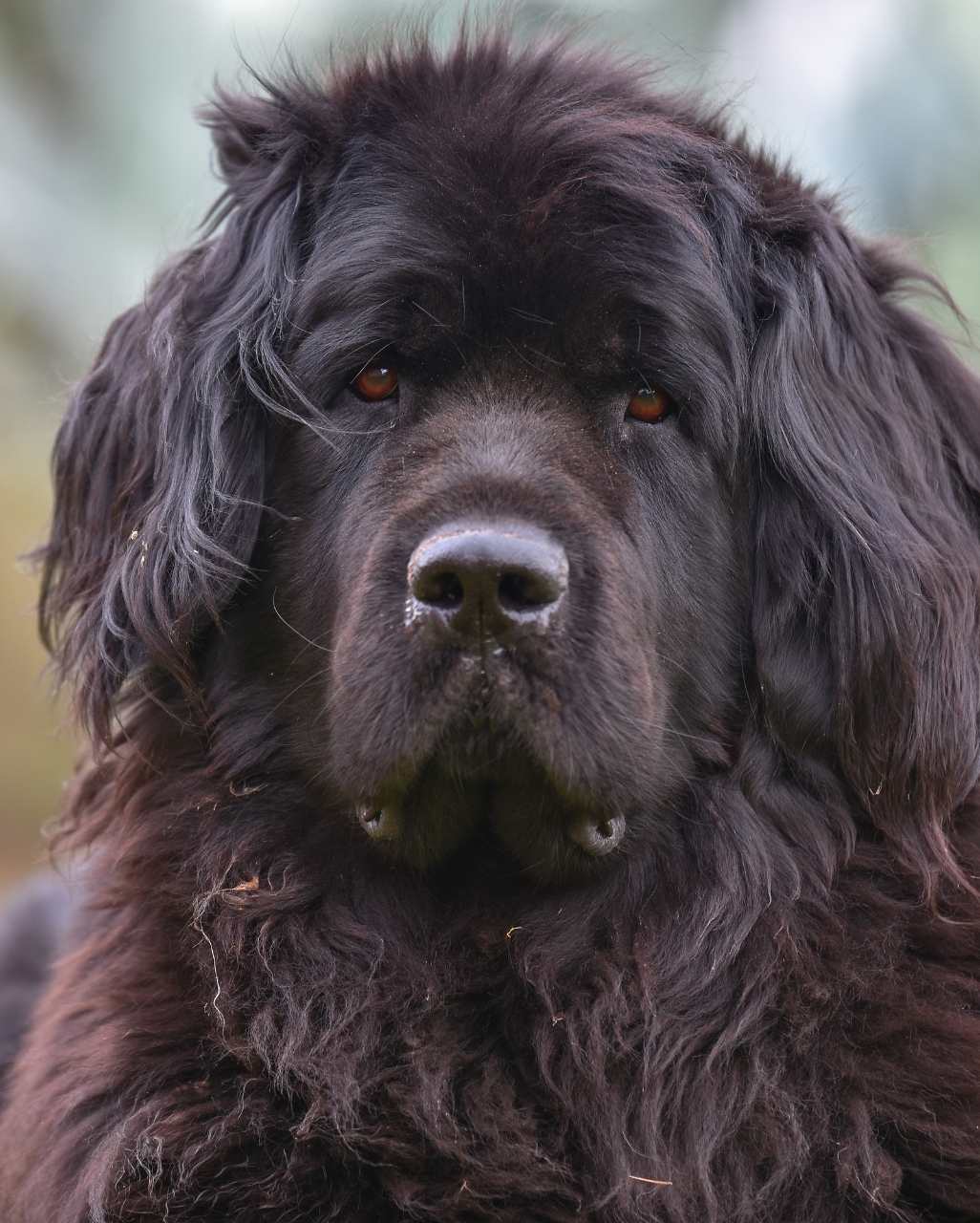 Terre-Neuve également appelé Chien de Terre-Neuve