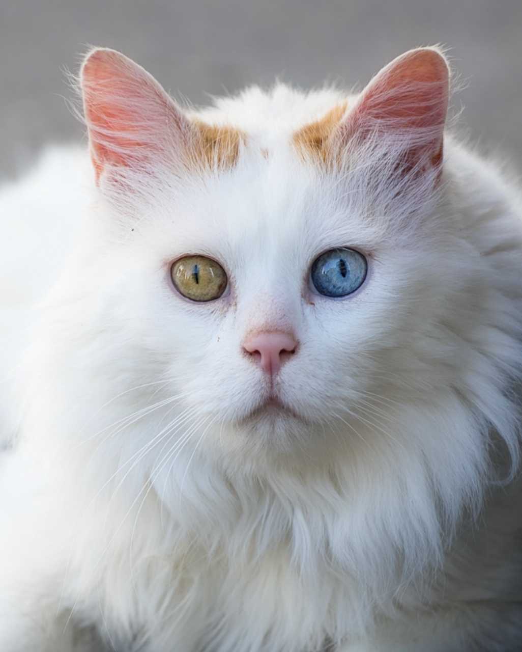Turc de Van également appelé Turc (ou chat) du Lac de Van