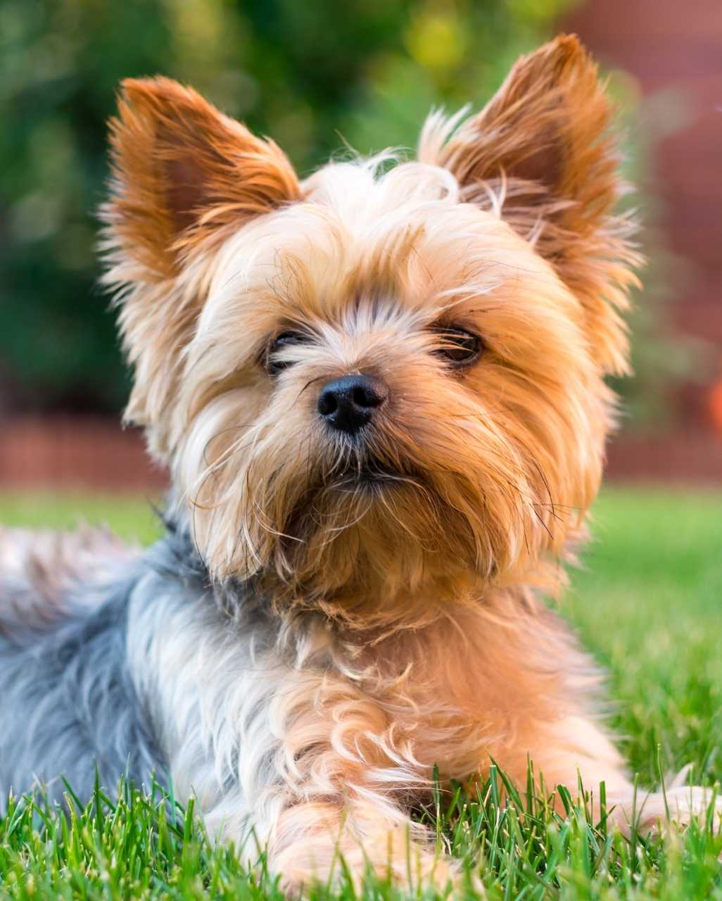 Yorkshire Terrier également Yorkshire ou encore Terrier du Yorkshire