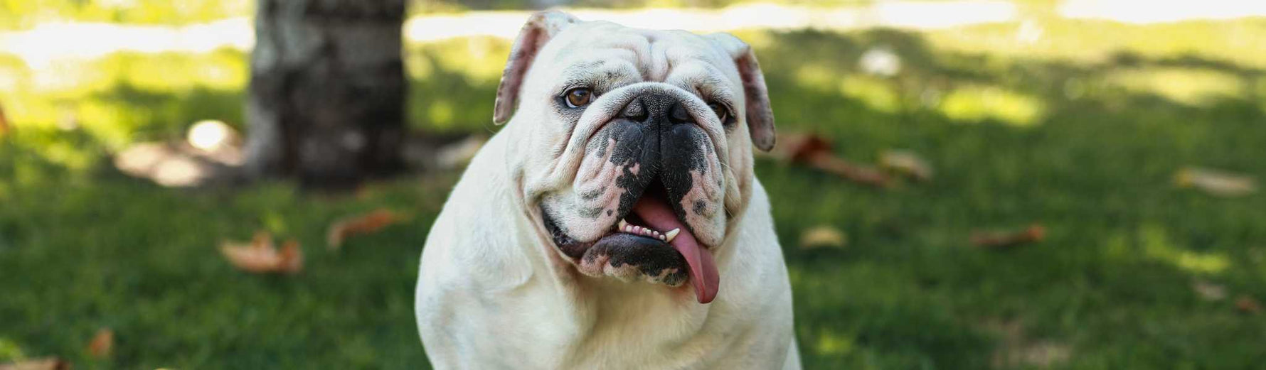 alimentation bouledogue anglais