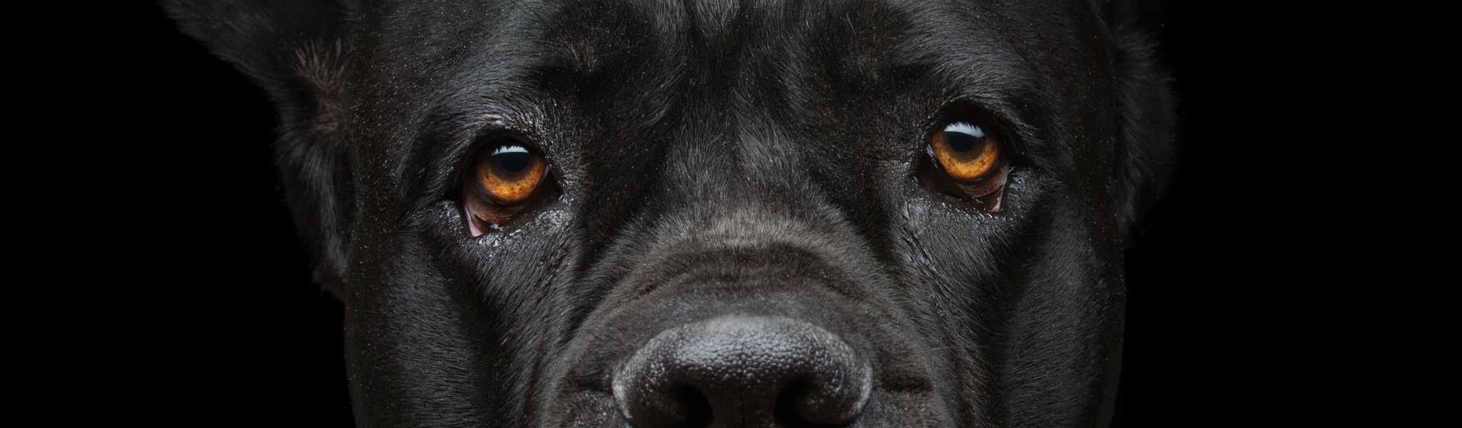 alimentation cane corso