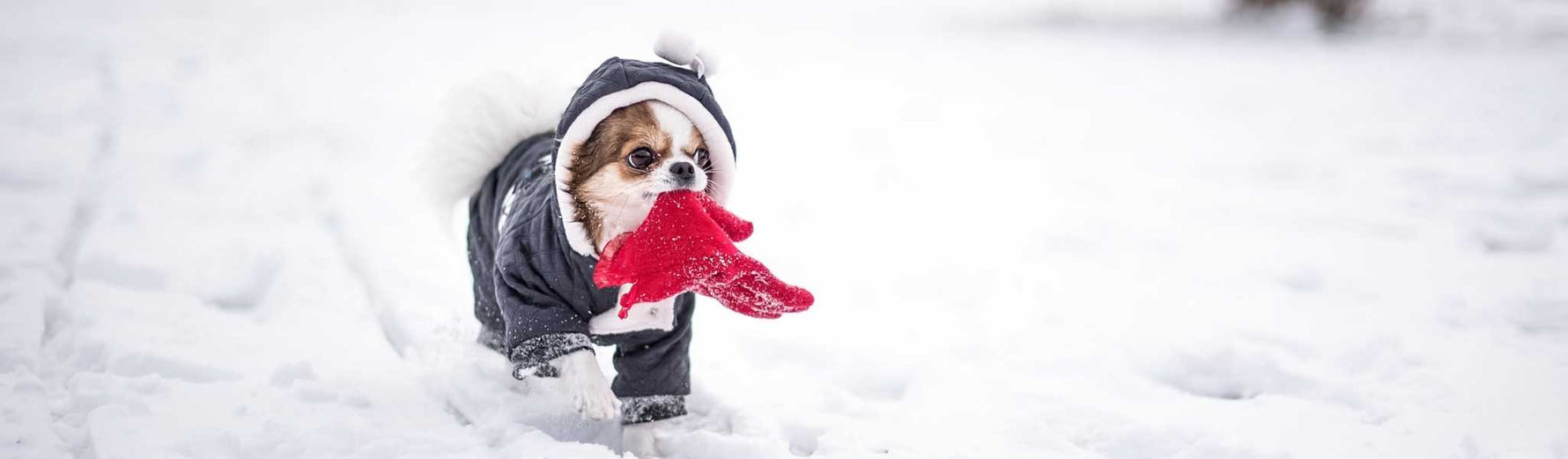 alimentation du chien en hiver