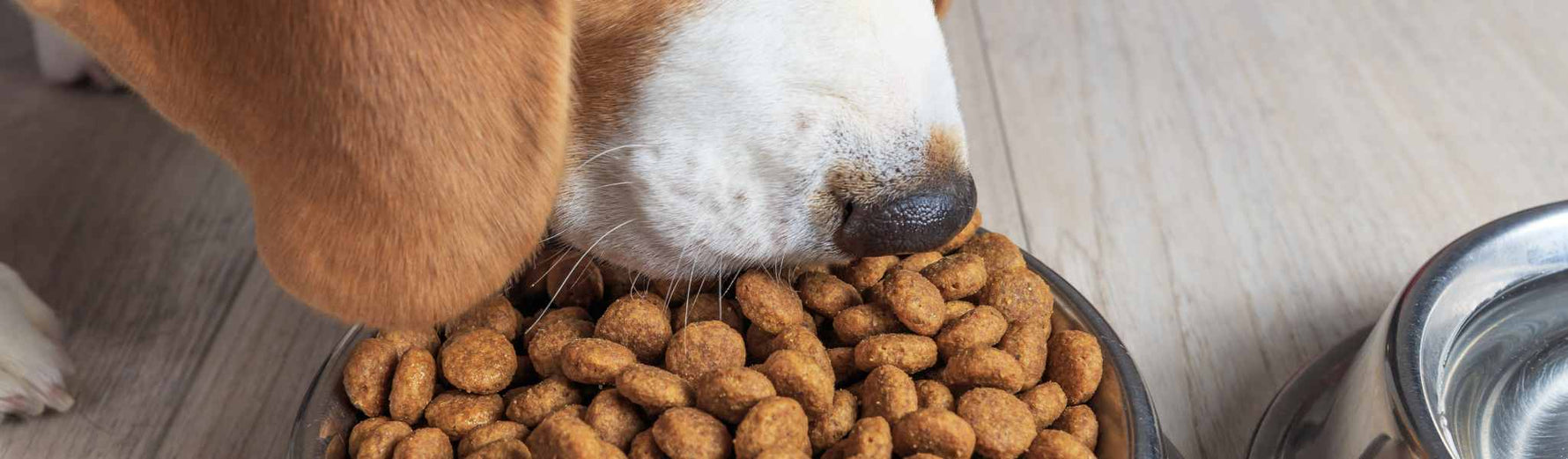 alimentation chien stérilisé conseils