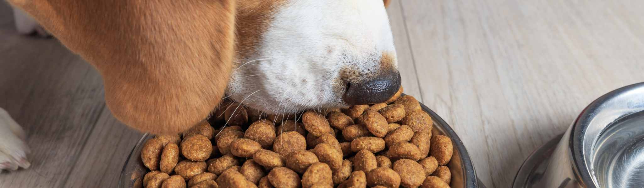 alimentation chien stérilisé conseils