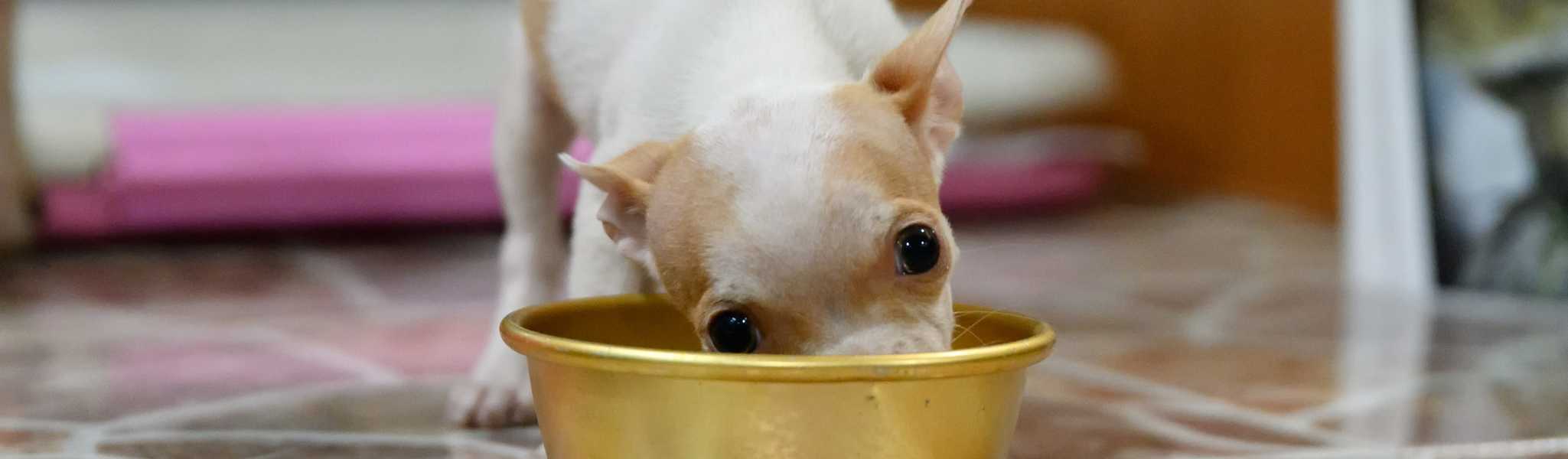 alimentation chihuahua