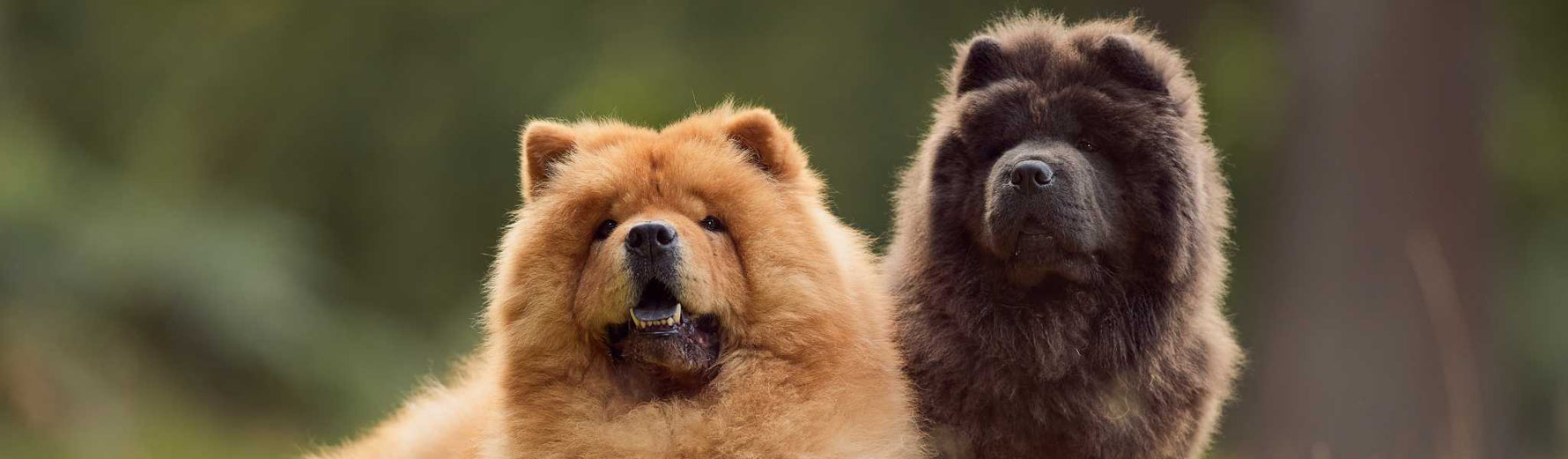 alimentation chow chow