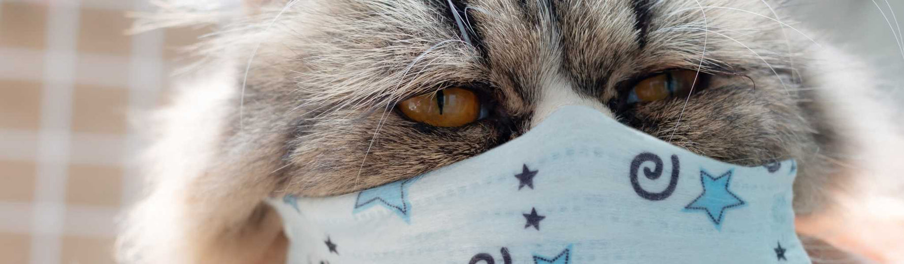 les animaux peuvent-ils attraper le covid 19 ?