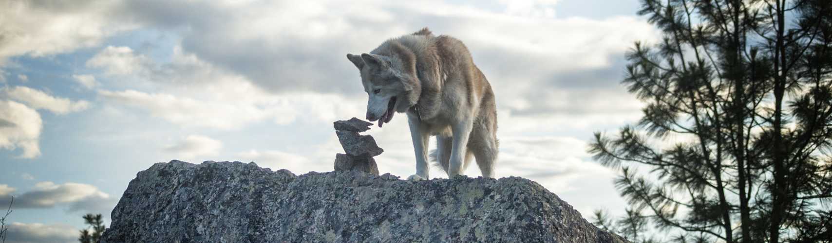 avis vétérinaire croquettes chien wolf of wilderness