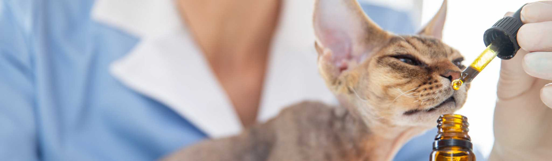 bienfaits huile de chanvre chez le chat