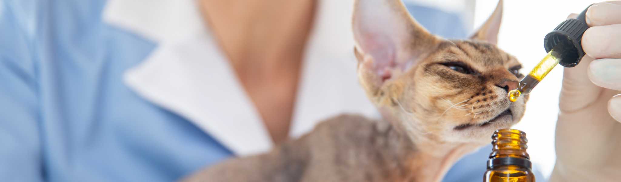 bienfaits huile de chanvre chez le chat