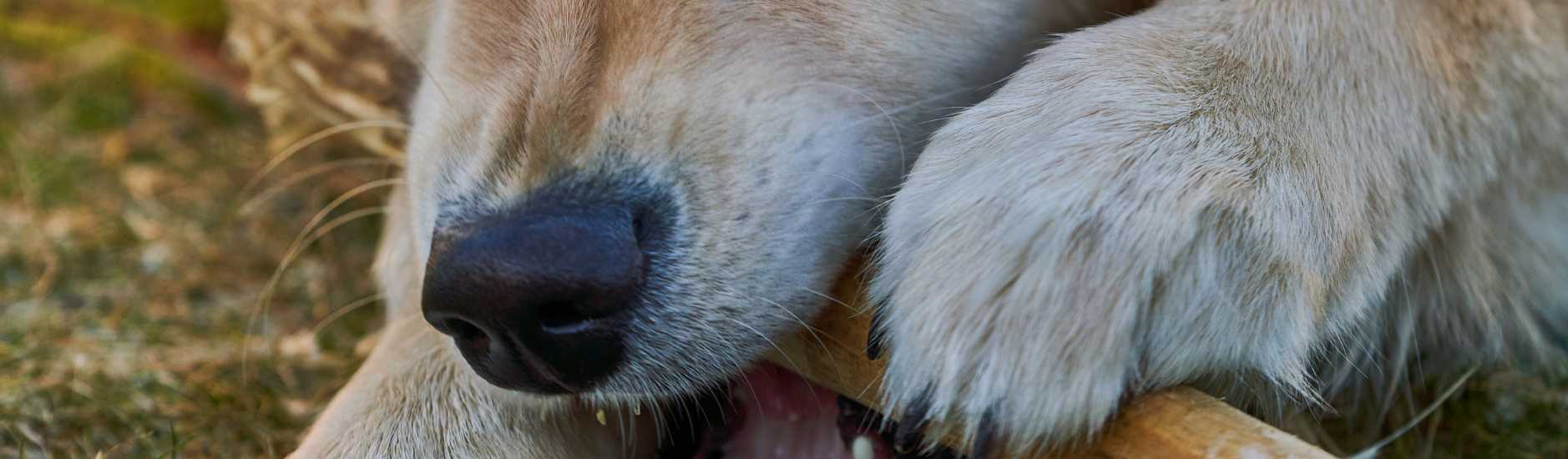 bienfaits de la mastication du bois de café chez le chien