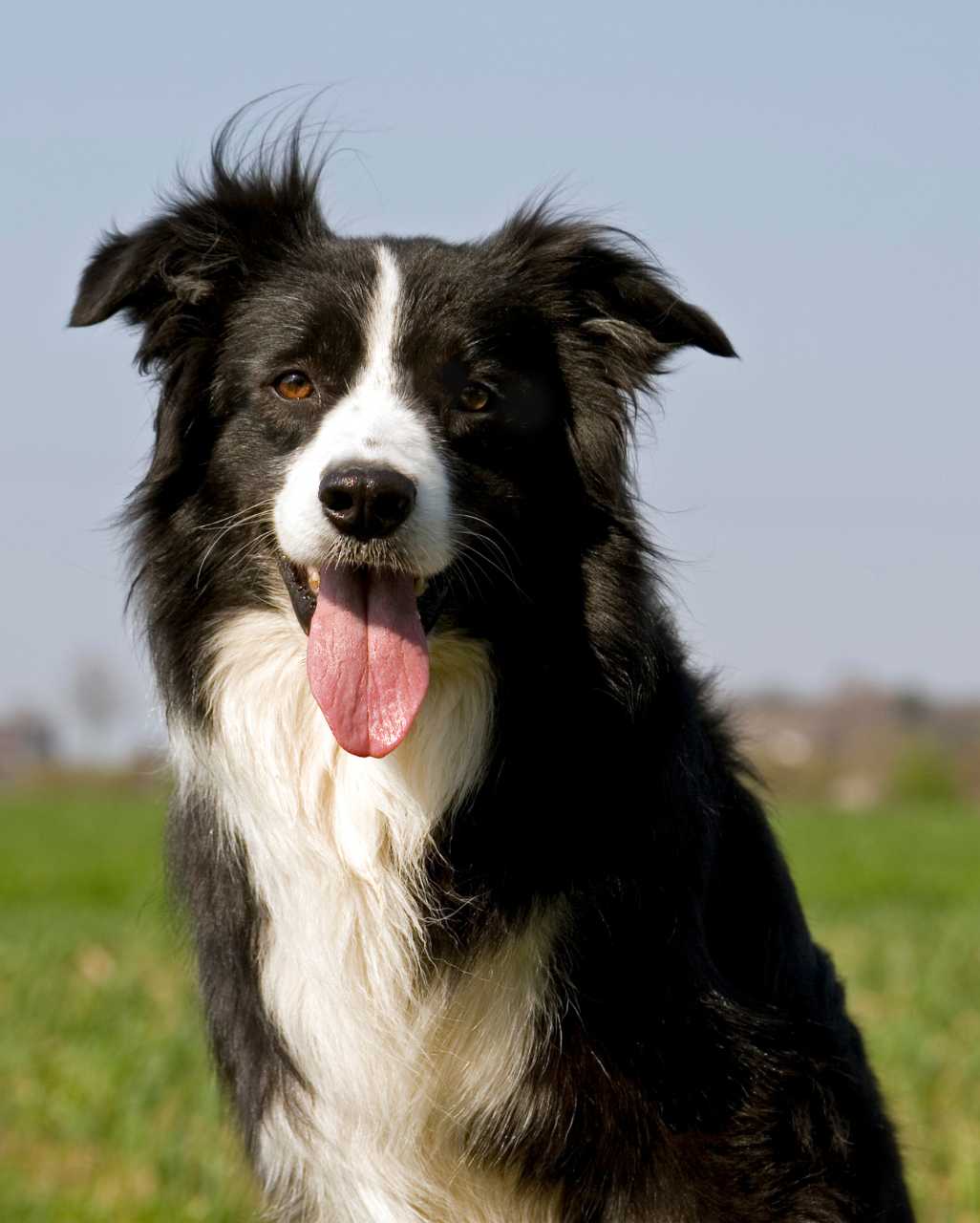 Border Collie également appelé Border