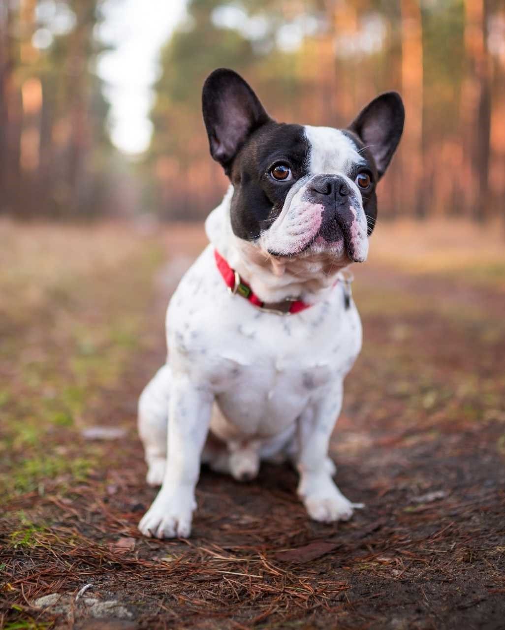 Bouledogue Français