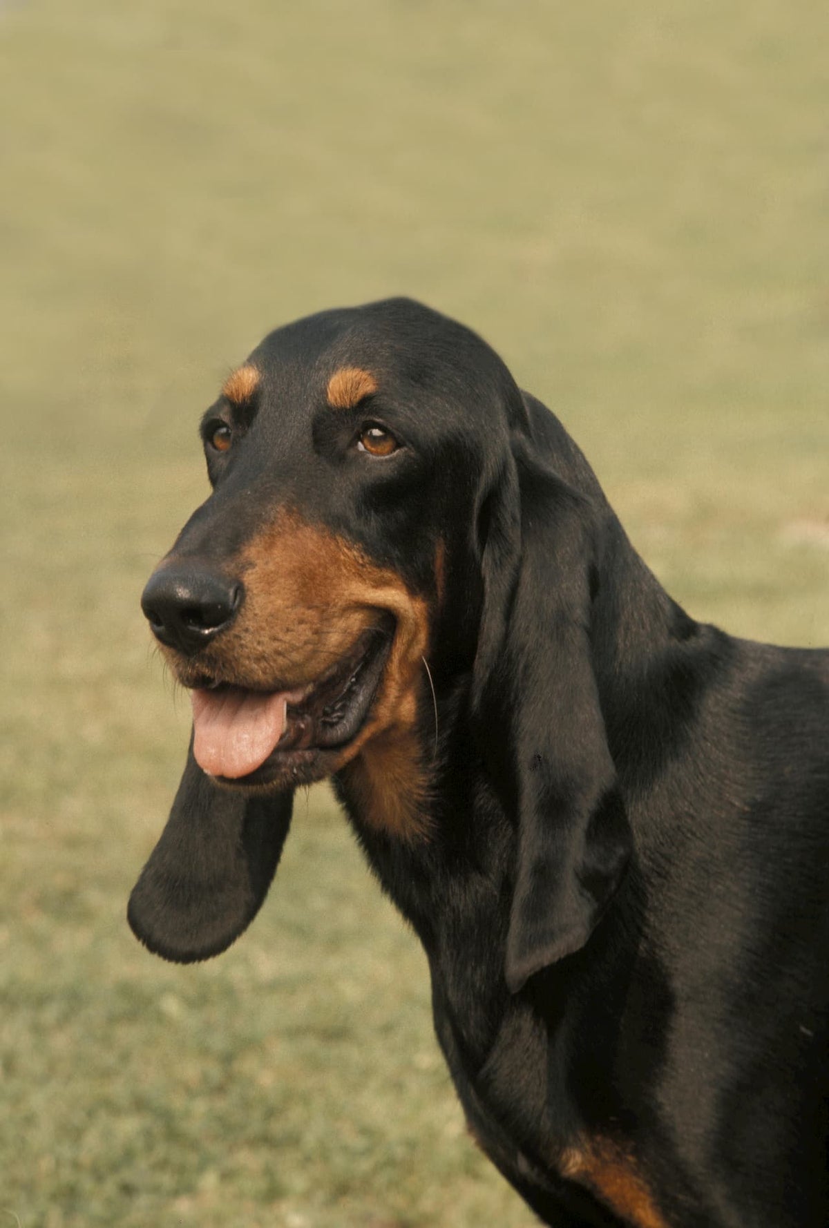 Chien Courant Suisse - Variété : Bruno du Jura (également appelé Chien Courant du Jura)