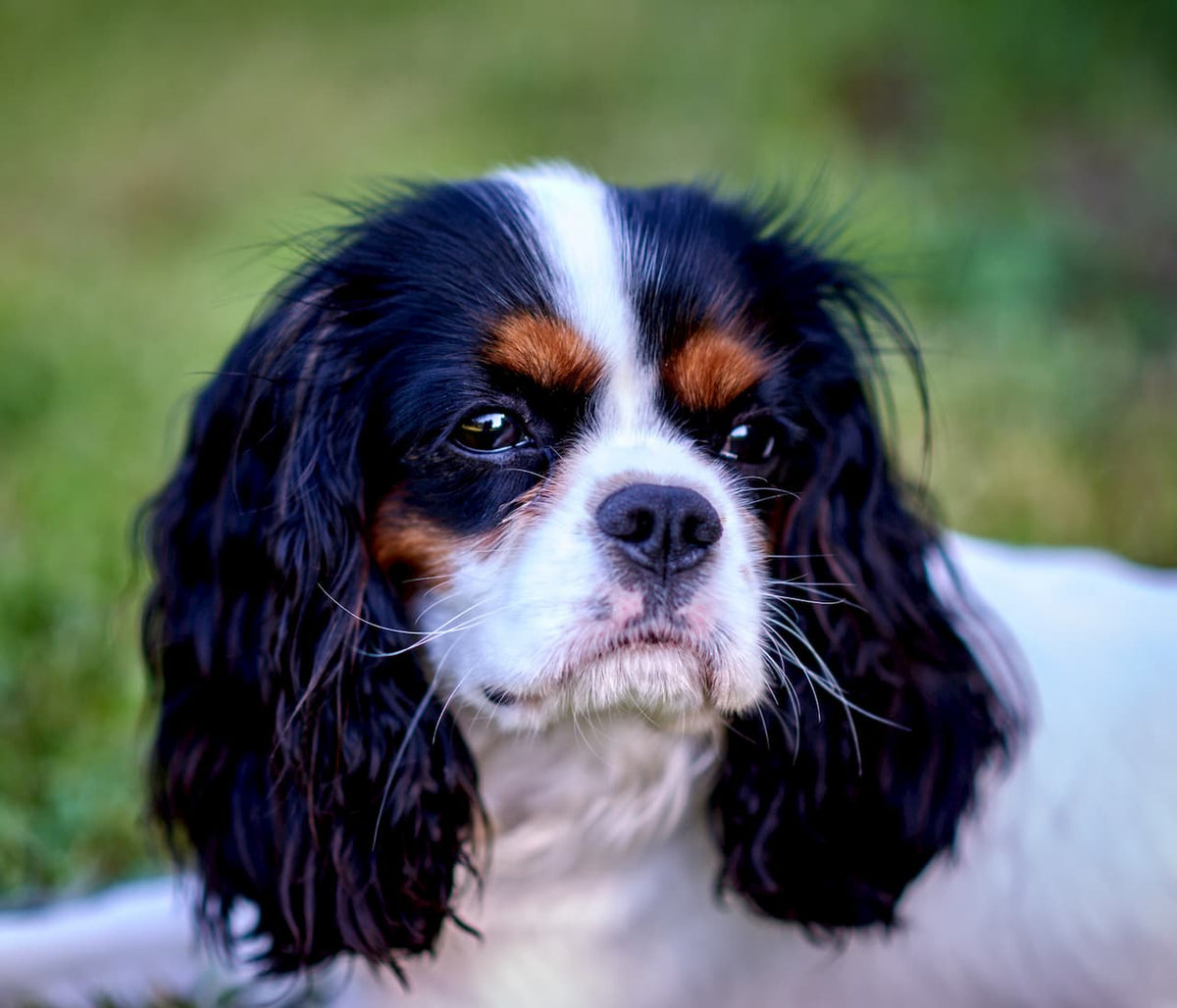 Cavalier King Charles également appelé Cavalier ou encore Épagneul Nain Anglais