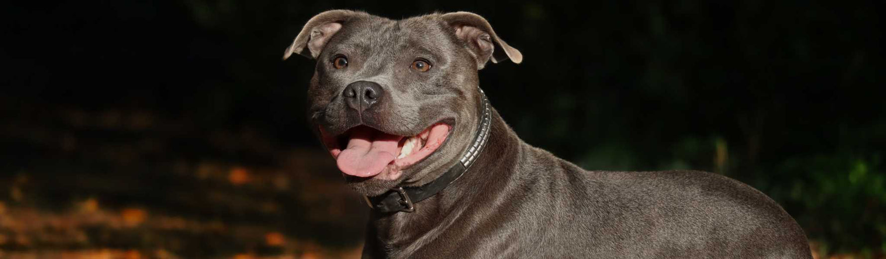 céroïdes lipofuscinoses du chien