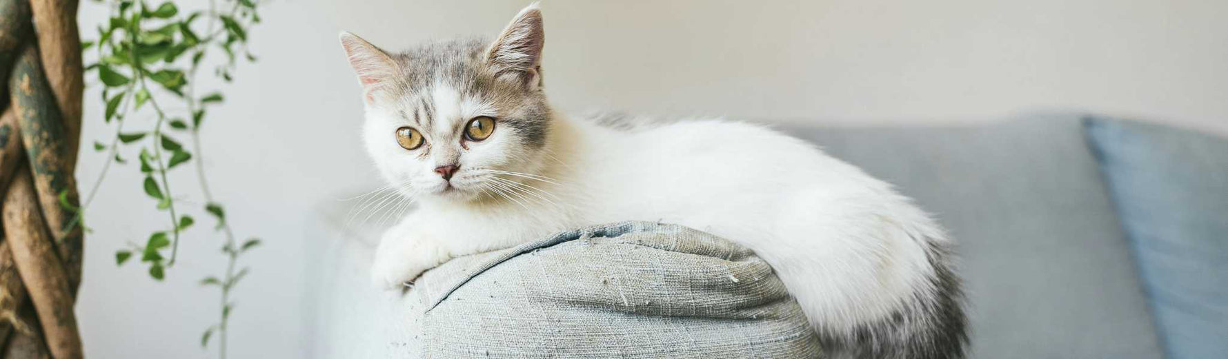 Chat qui fait pipi partout
