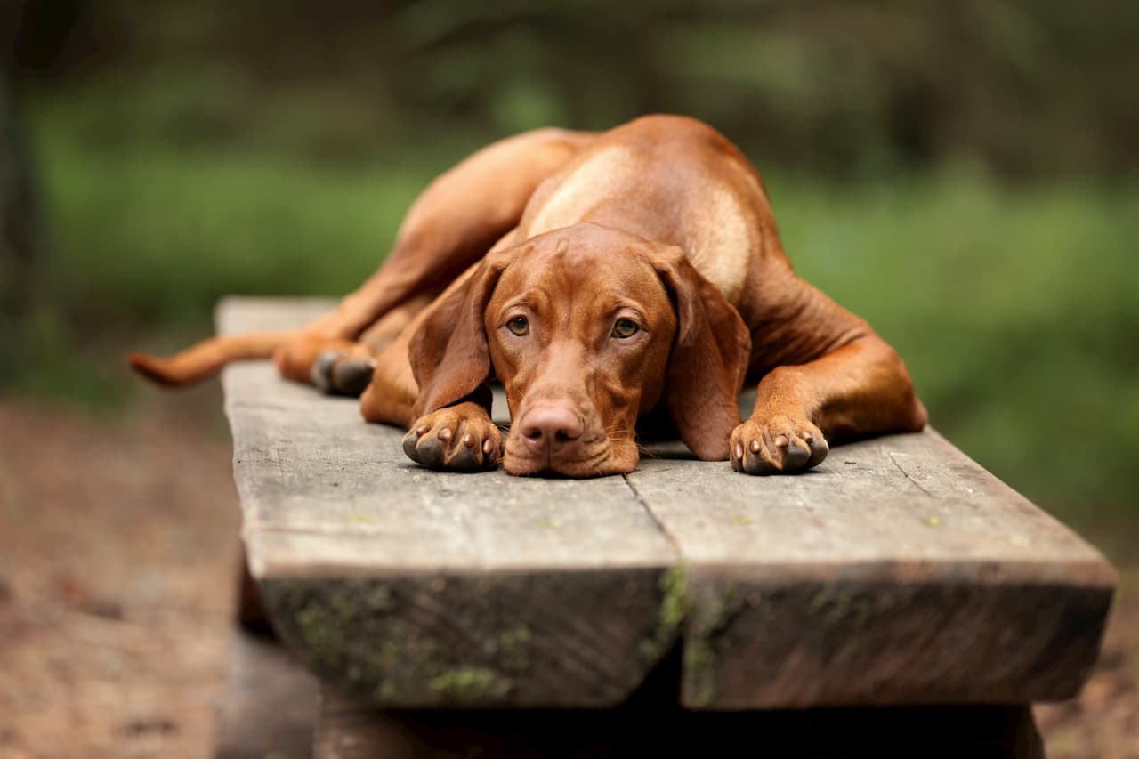 Comment faire pour qu’un chien arrête de vomir ?