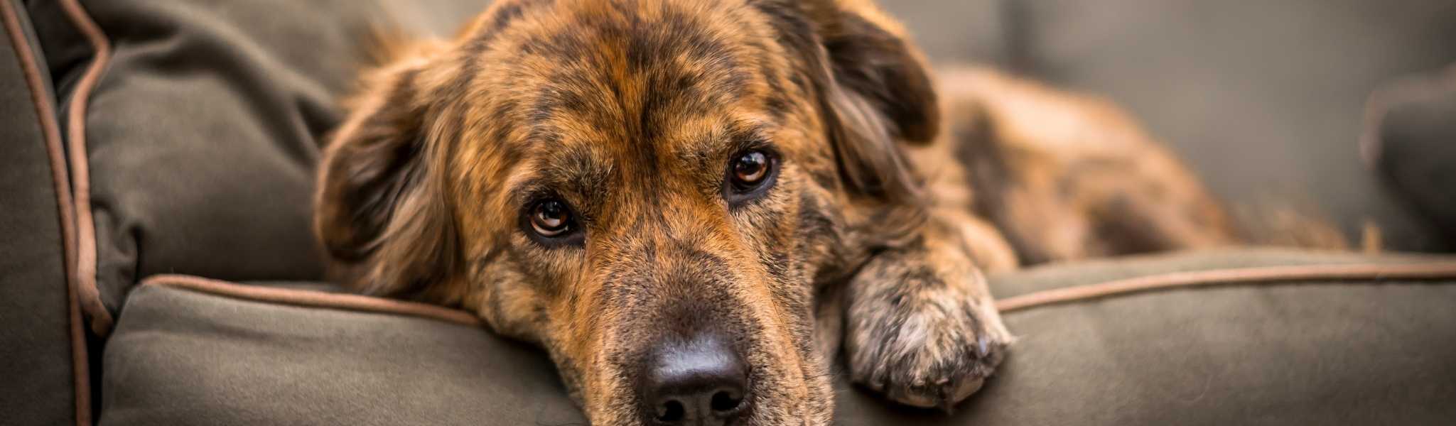 chien avec diarrhées et vomissements