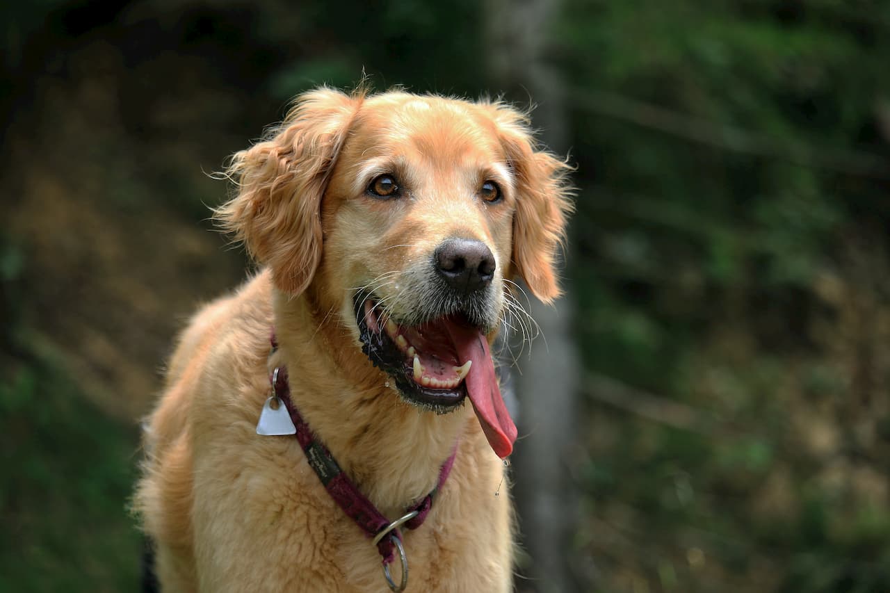 Mon chien bave : pourquoi et est-ce grave ?
