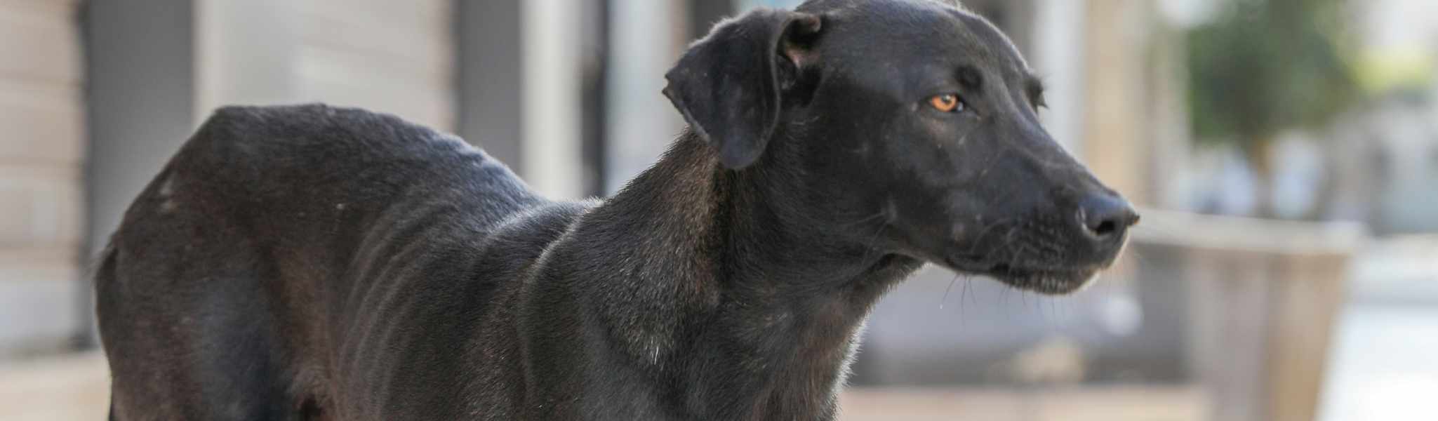 chien maigre solutions