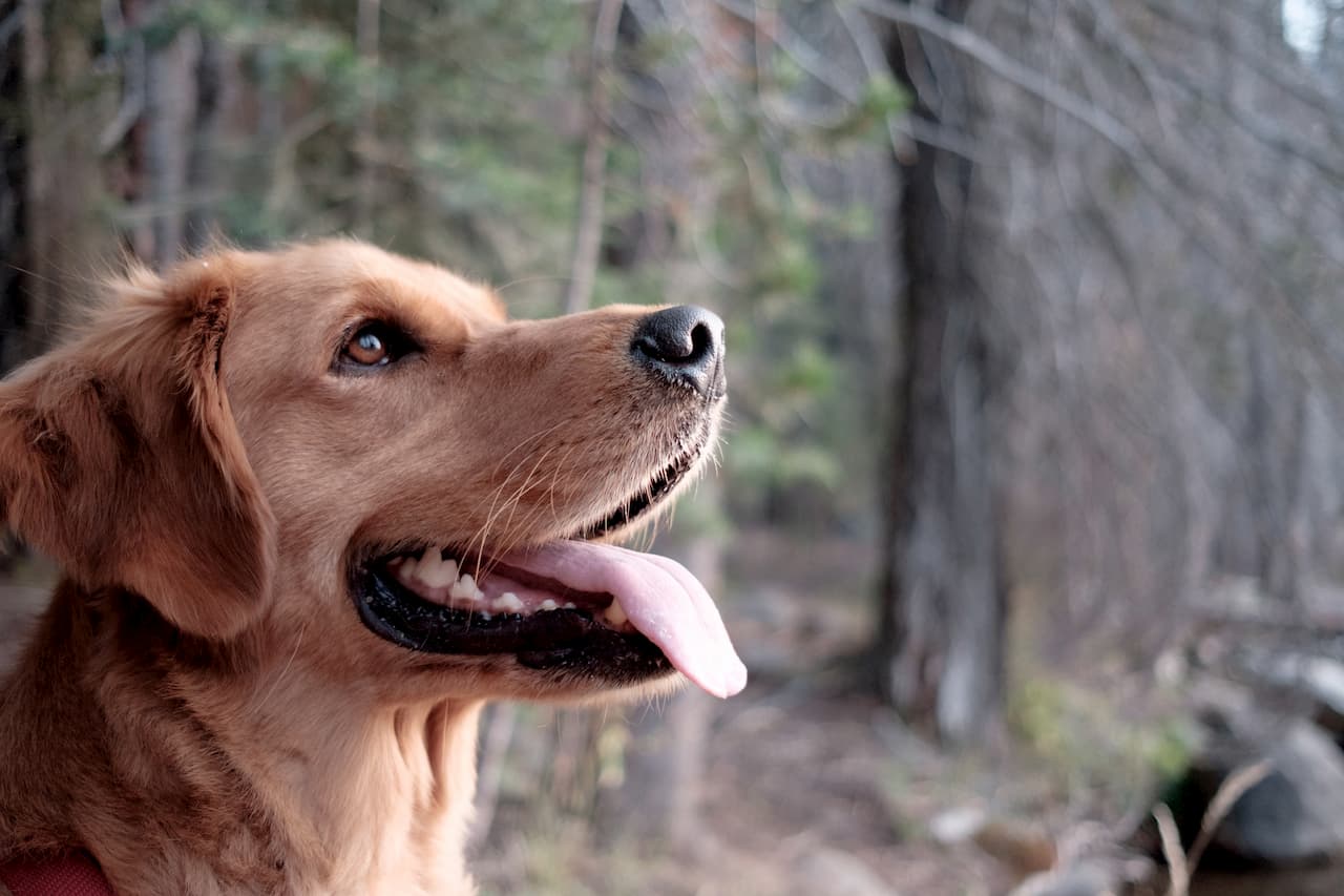 Mon chien maigrit, pourquoi ?