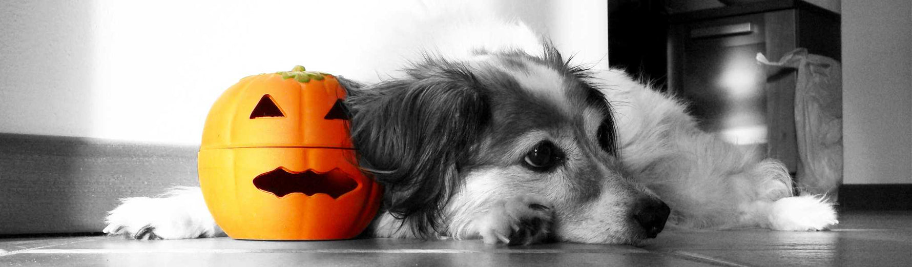 chien qui mange de la courge