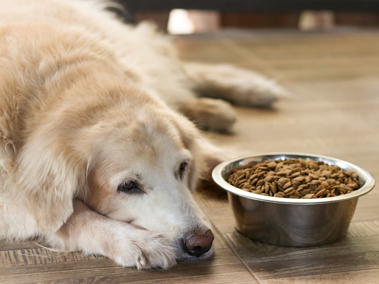 Mon chien a perdu l’appétit et vomit : quels soins apporter ?