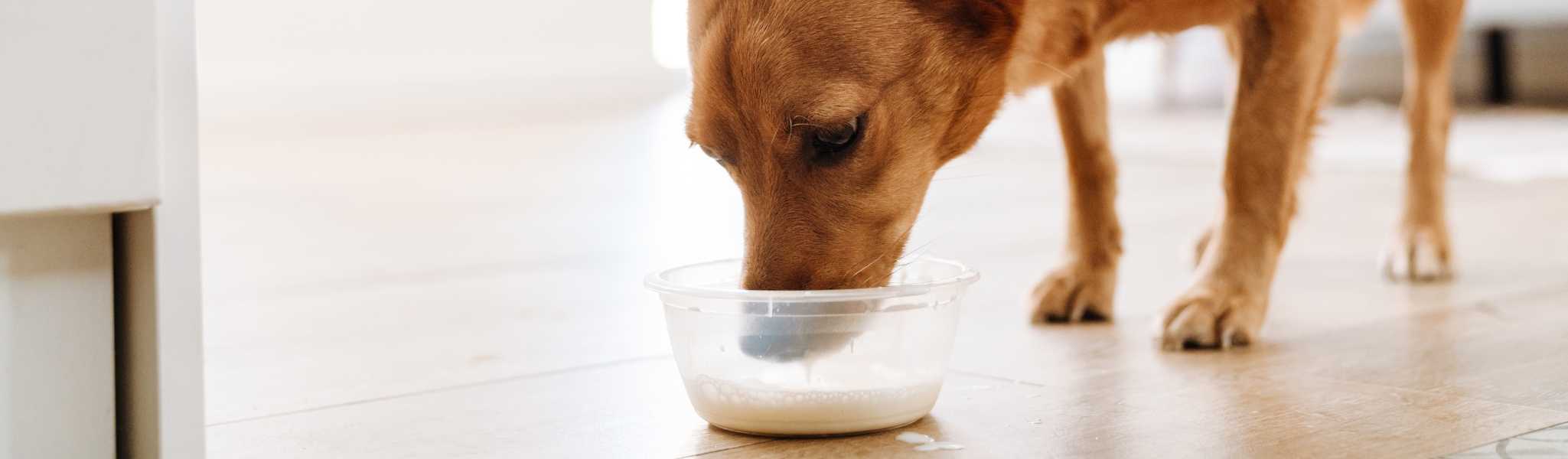 chien qui boit du lait