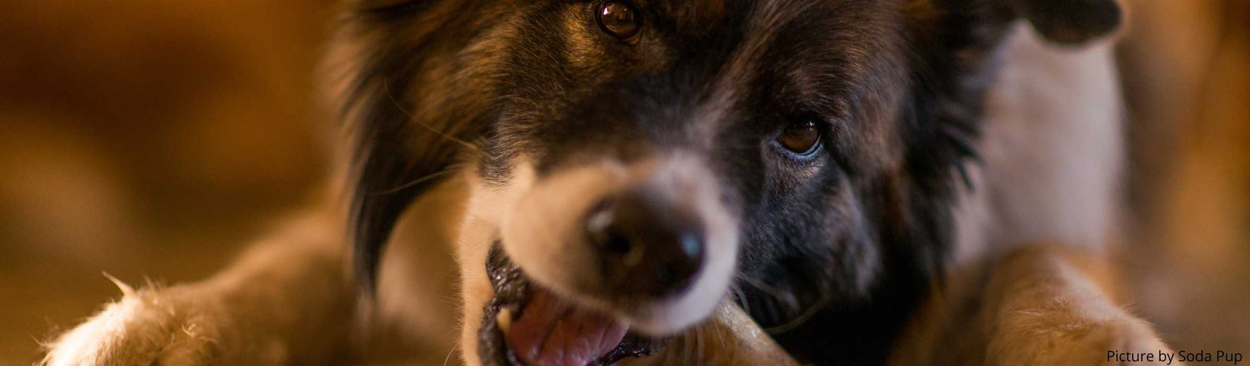 chien qui rogne un sabot de veau