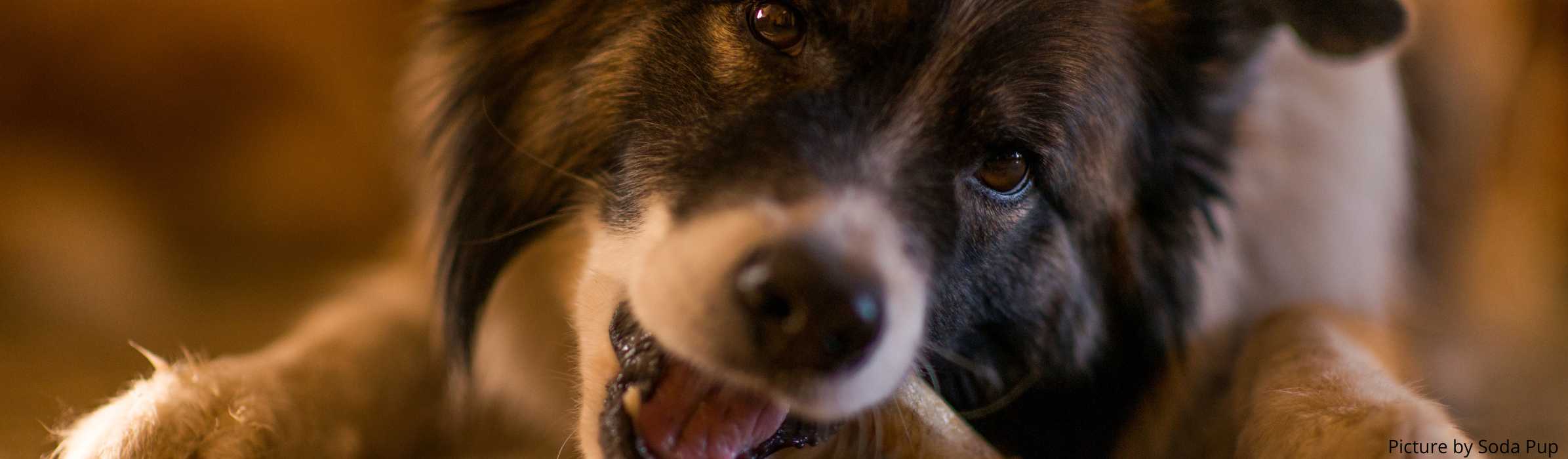 chien qui rogne un sabot de veau