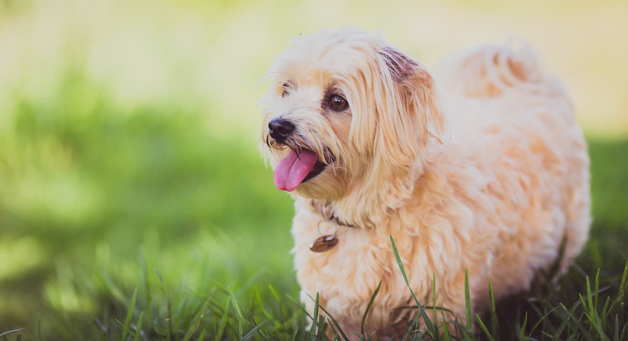 Mon chien respire vite, est-ce grave ?