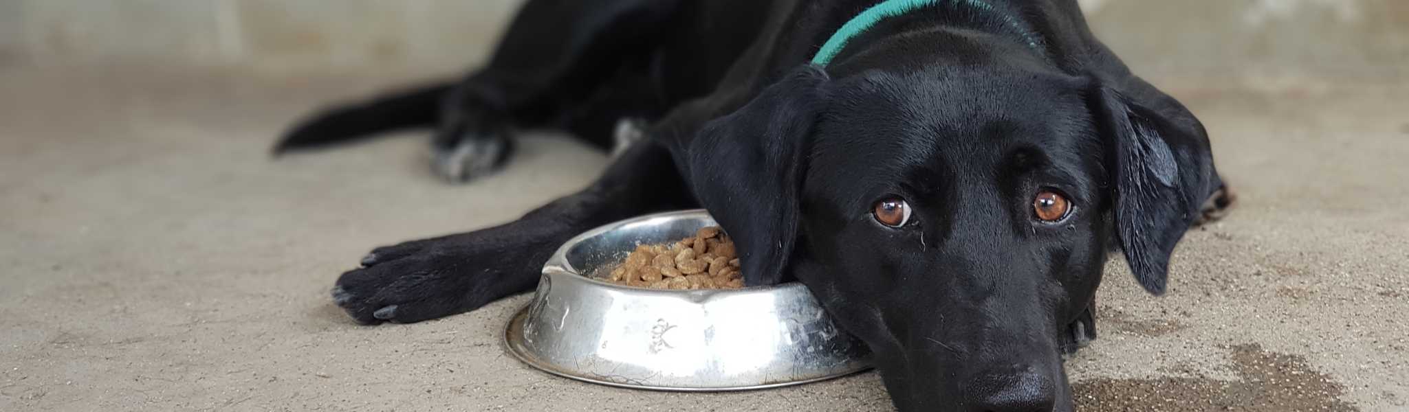 un chien ne veut pas manger ses croquettes : quelles solutions ?
