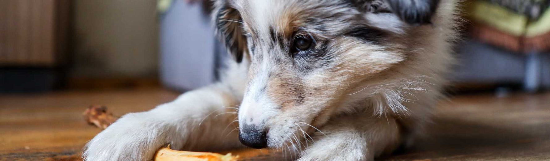 Chiot qui mâche un bois de cerf