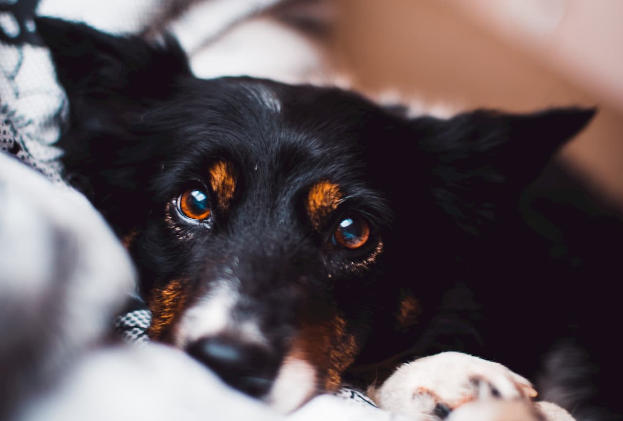 Conjonctivite chez le chien : La détecter et soigner votre animal