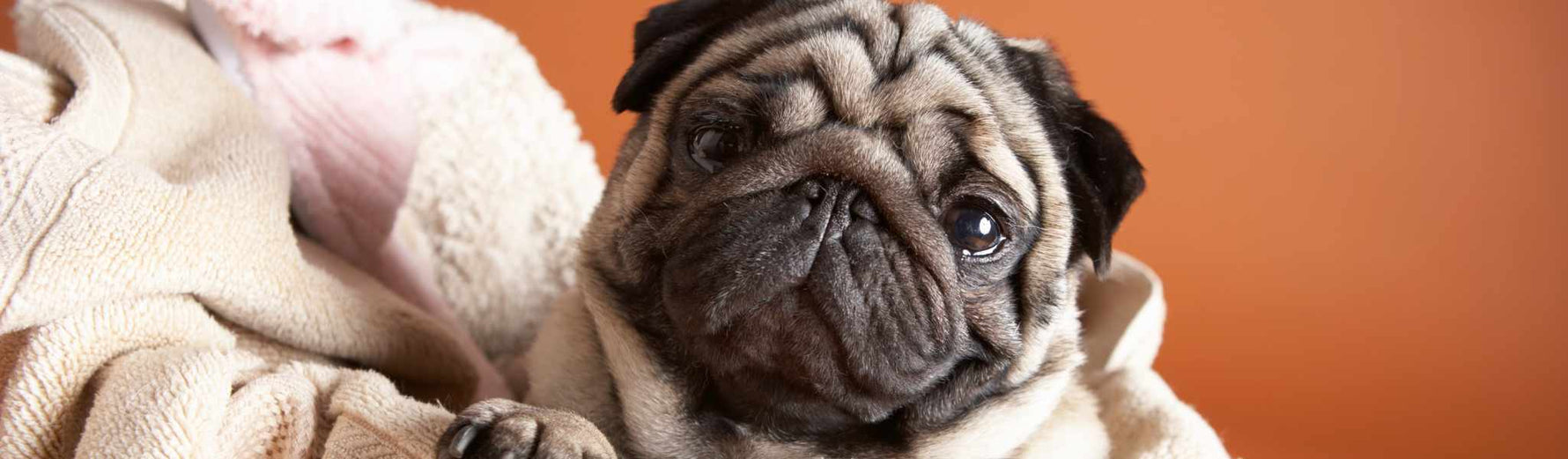 Conseils d’hygiène et d’entretien chez le chien : Le guide complet !
