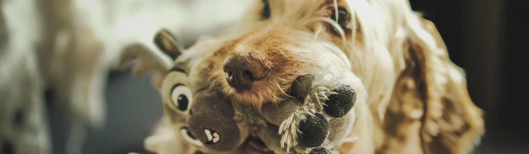 corne de mouton pour chien