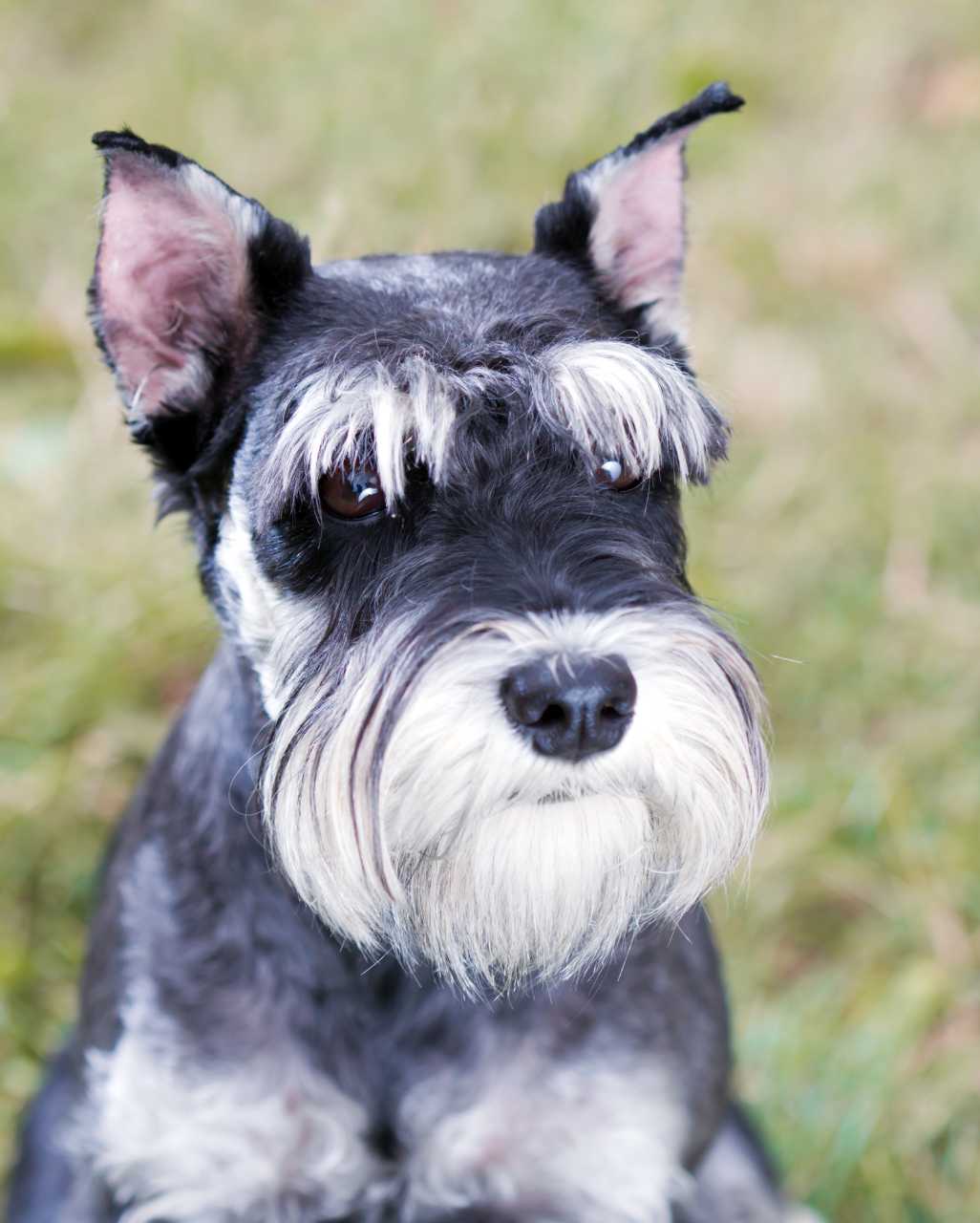 Schnauzer