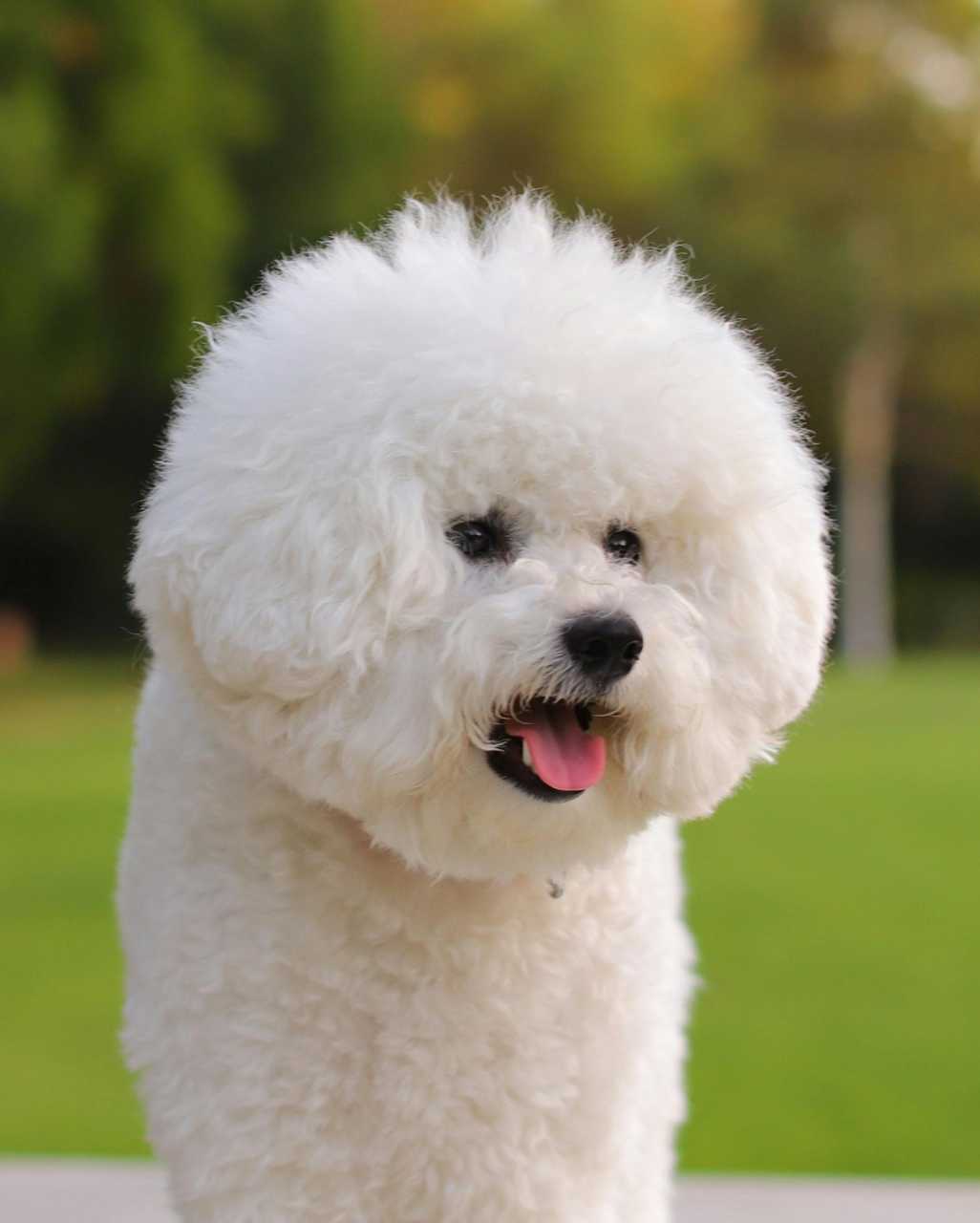 Bichon frisé aussi appelé Bichon à poil frisé  ou Bichon tenerife