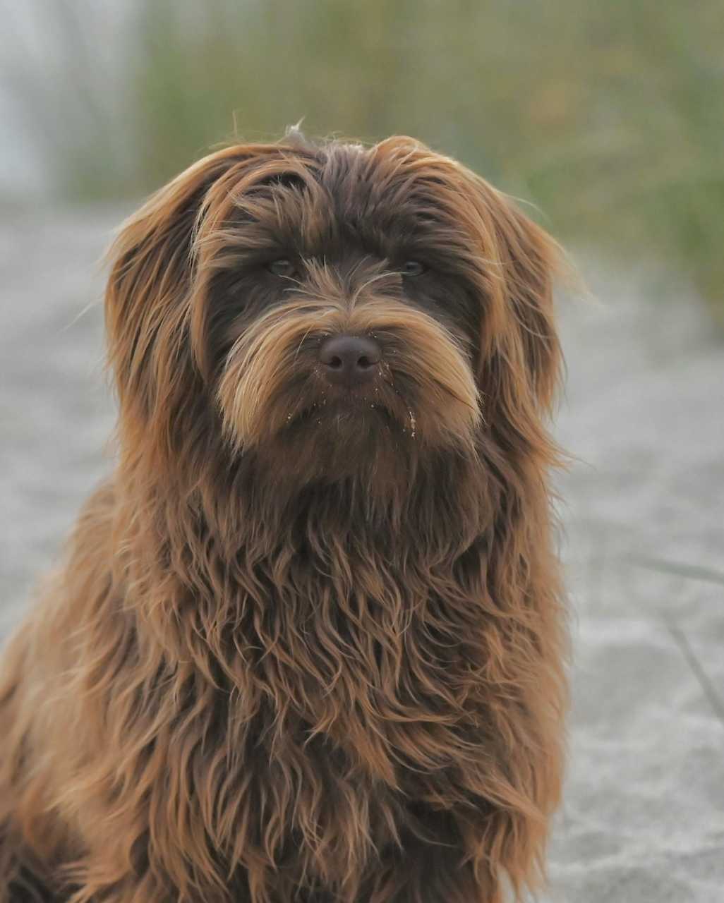 Bichon havanais aussi appelé Havanais, Havanese ou Bichon havanero