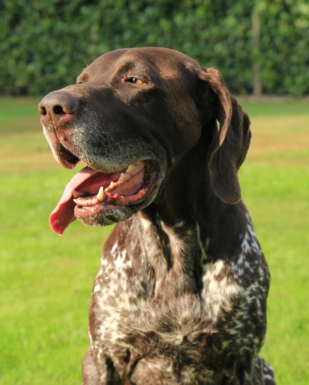 Braque Allemand aussi appelé Deutscher Kurzhaariger Vorstehhund, German Shorthaired Pointer, Kurzhaar