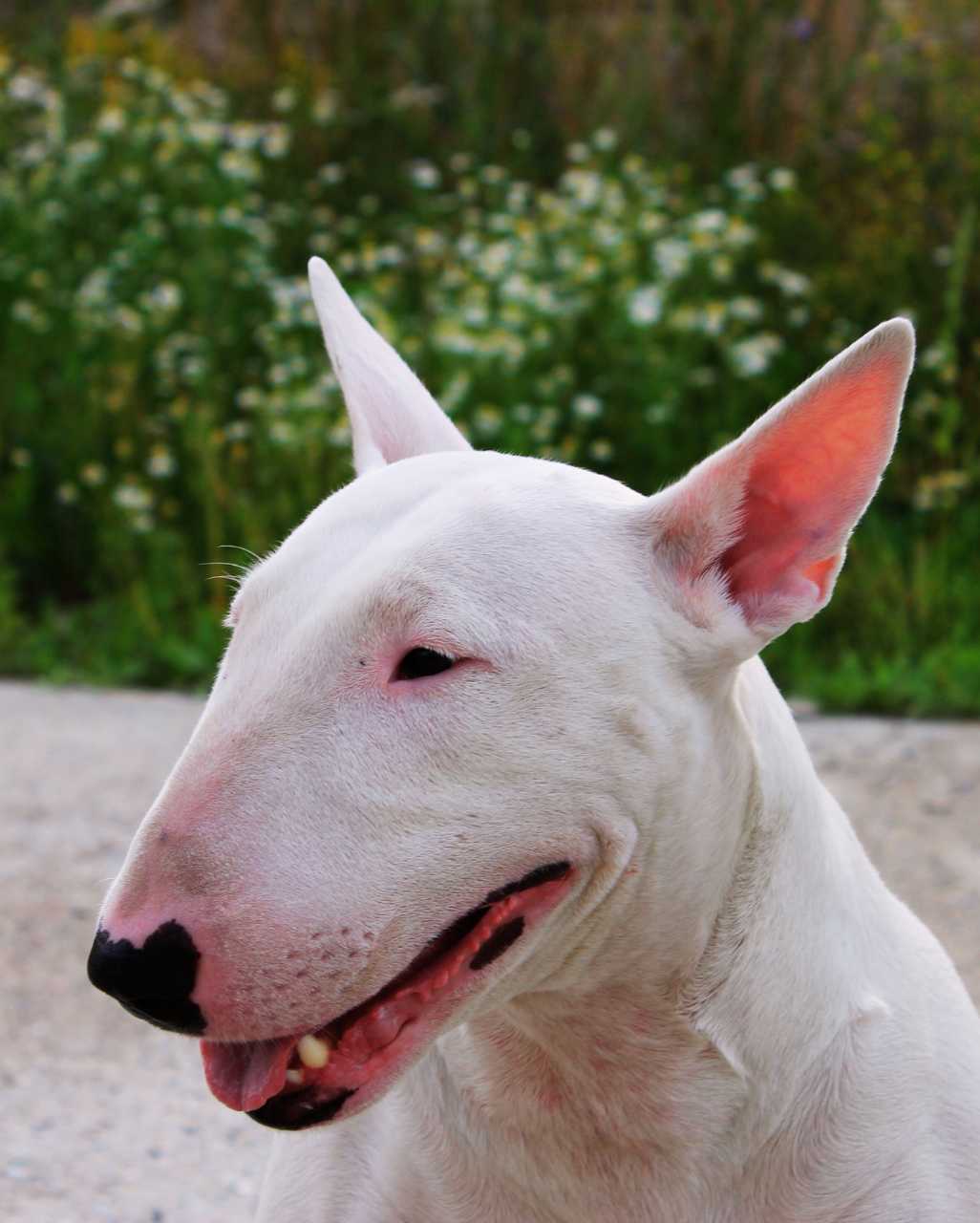 Bull terrier aussi appelé English Bull Terrier