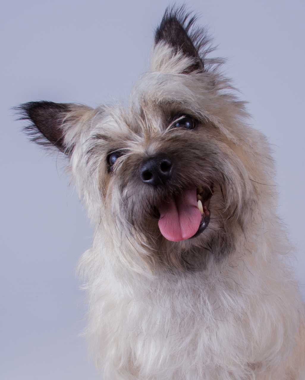 Cairn terrier aussi appelé Skye à poil court