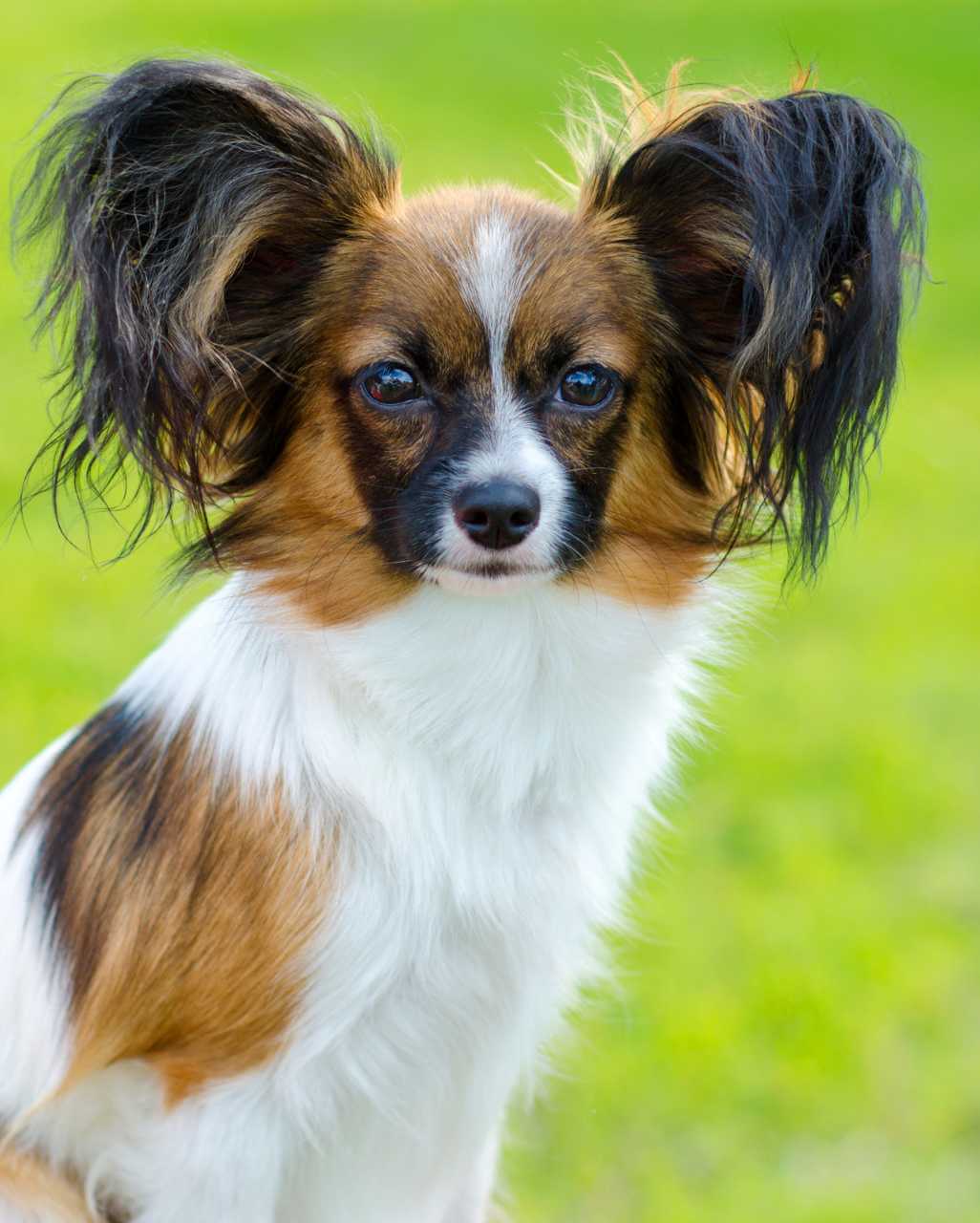 Épagneul Nain Continental également appelé Épagneul Papillon ou bien Épagneul Phalène en fonction de la variété
