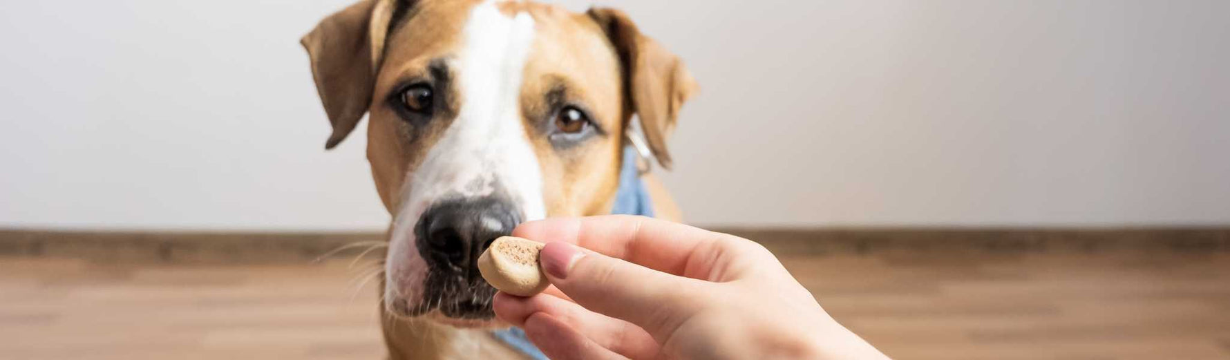 friandises pour chiens