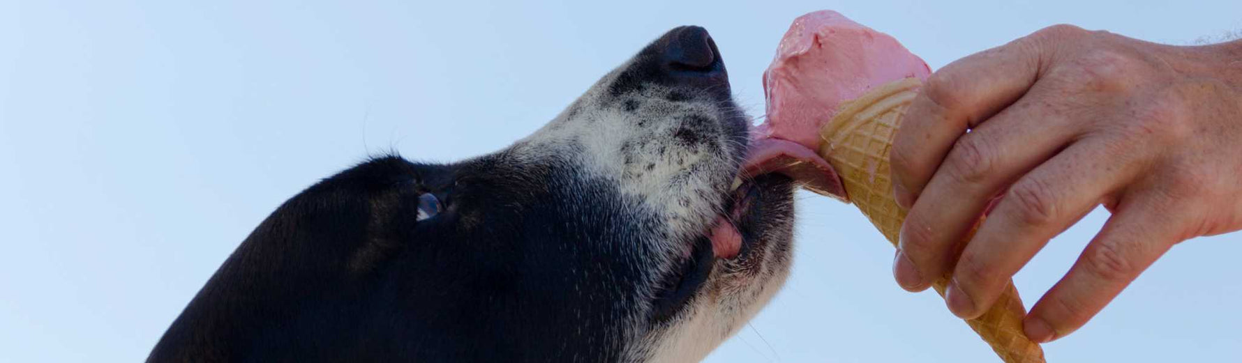 glace pour chien