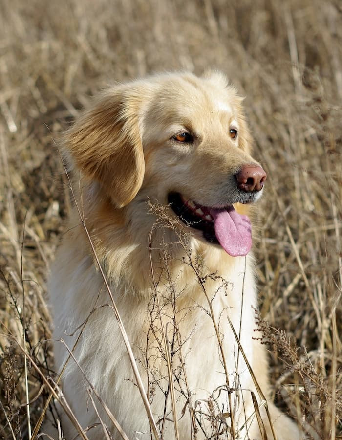 Golden Retriever également appelé Golden