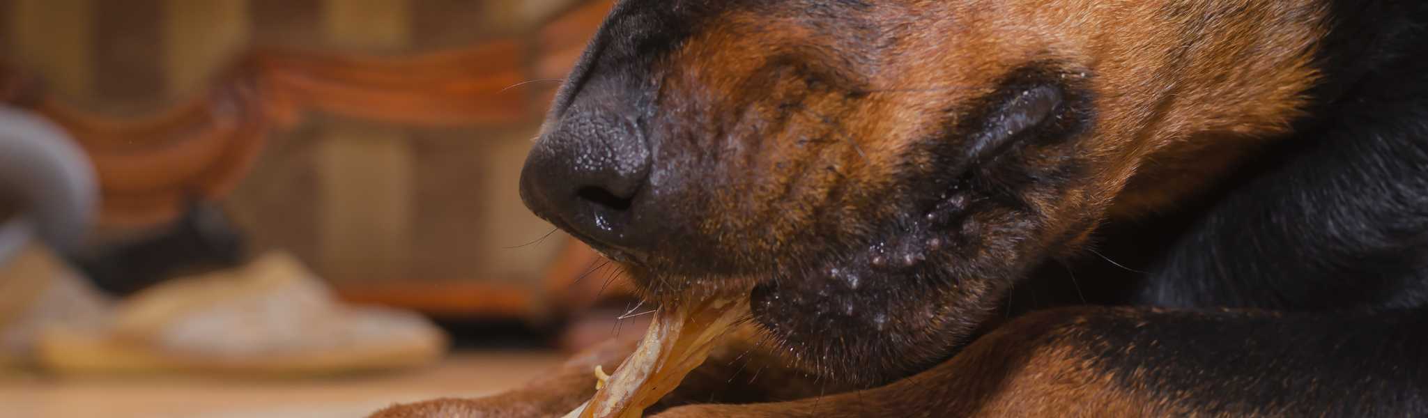 intérêt de donner de la peau de bœuf à son chien