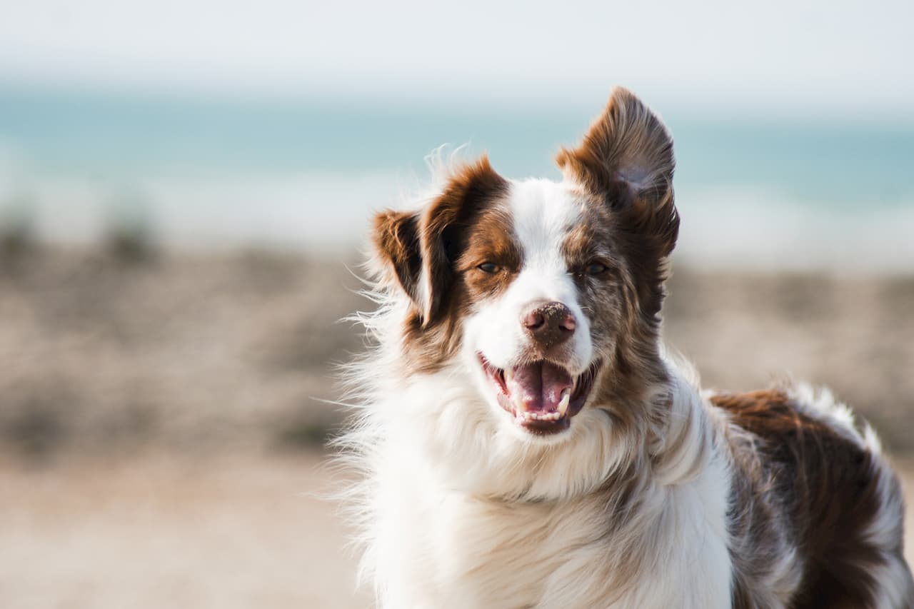 La leptospirose chez le chien : causes, symptômes et traitements